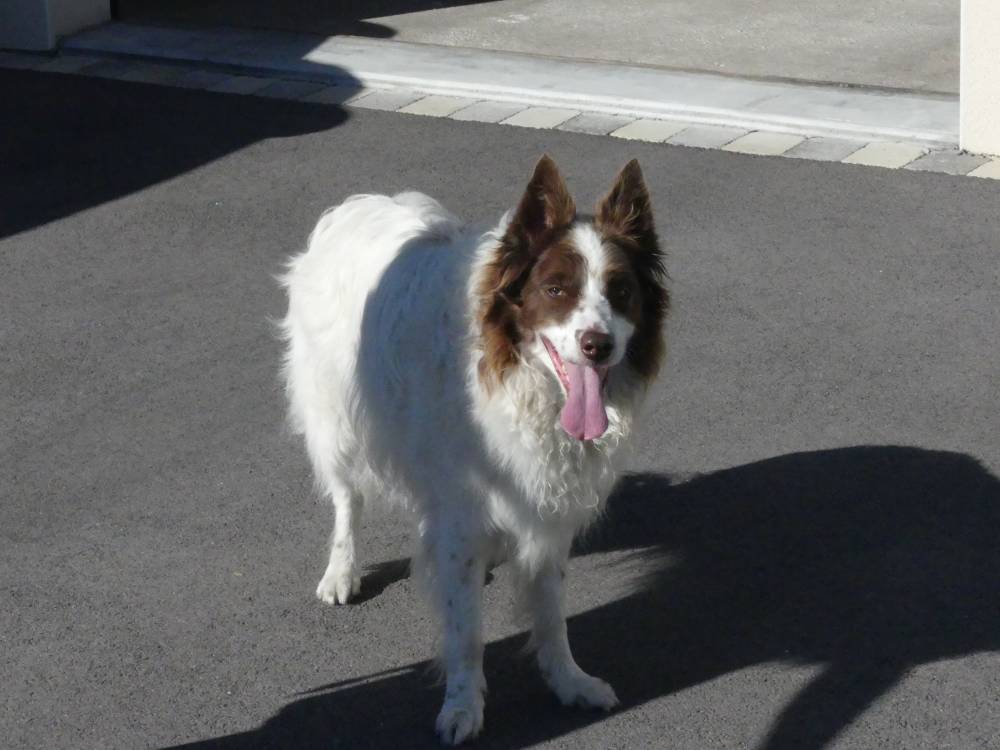 Effie, Border Collie