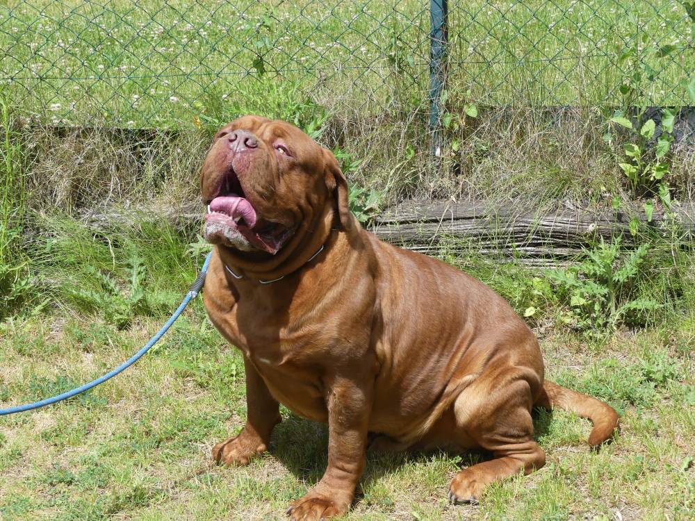 Lenny, Dogue de Bordeaux, education canine (59)